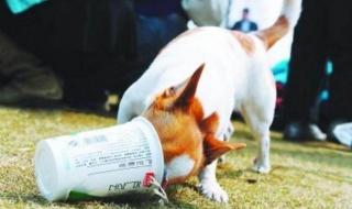 狗可以喝人的酸奶吗